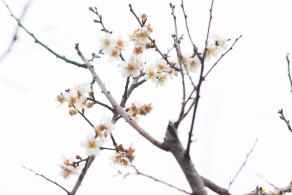 中心公园梅花