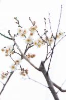 中心公园梅花