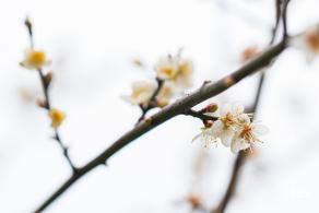 中心公园梅花