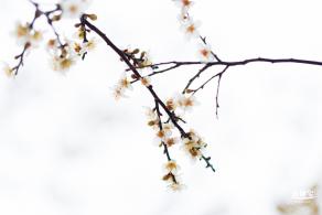 中心公园梅花