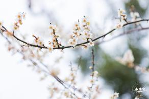 中心公园梅花