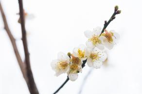 中心公园梅花