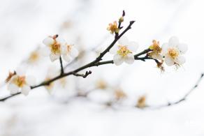 中心公园梅花