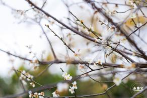 中心公园梅花