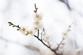 中心公园梅花