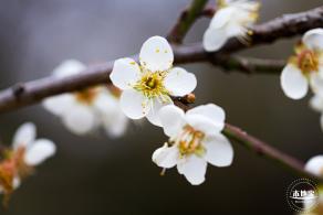 中心公园梅花