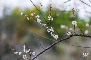 中心公园梅花