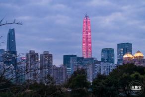 中心公园梅花