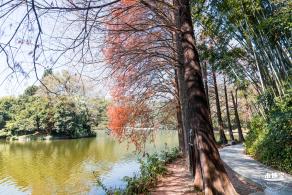 仙湖植物园落羽杉