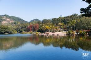仙湖植物园落羽杉