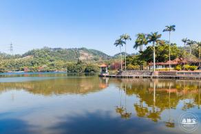 仙湖植物园落羽杉