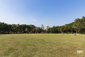 洪湖公园落羽杉