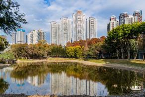 洪湖公园落羽杉