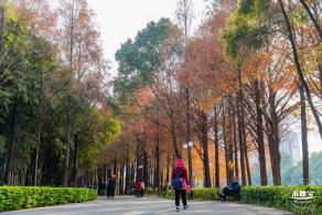洪湖公园落羽杉