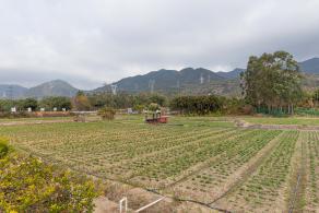 大鹏美丽乡村