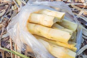 大鹏美丽乡村