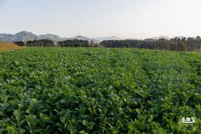 光明欢乐田园油菜花