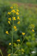 光明欢乐田园油菜花