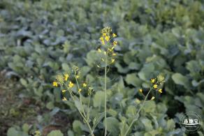 光明欢乐田园油菜花