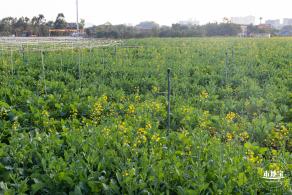 光明欢乐田园油菜花