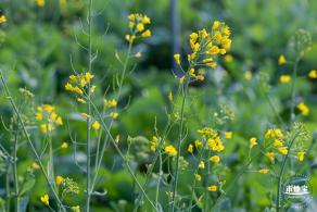 光明欢乐田园油菜花