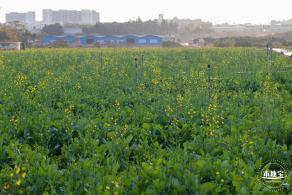 光明欢乐田园油菜花