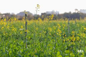 光明欢乐田园油菜花