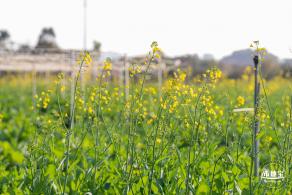 光明欢乐田园油菜花