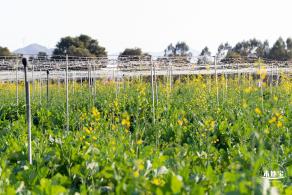 光明欢乐田园油菜花
