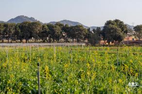 光明欢乐田园油菜花
