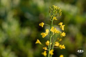光明欢乐田园油菜花