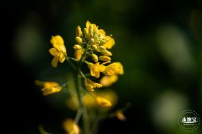 光明欢乐田园油菜花