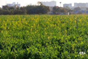 光明欢乐田园油菜花