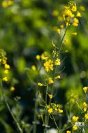 光明欢乐田园油菜花