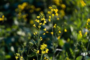 光明欢乐田园油菜花