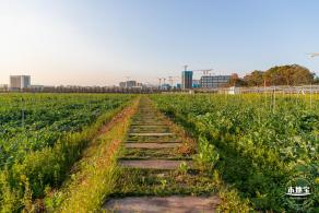 光明欢乐田园油菜花