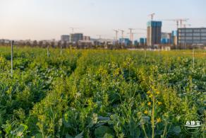 光明欢乐田园油菜花