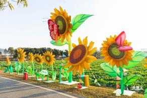 光明欢乐田园油菜花