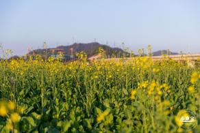 光明欢乐田园油菜花