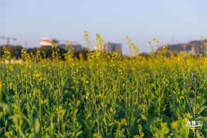 光明欢乐田园油菜花