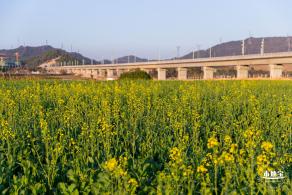 光明欢乐田园油菜花
