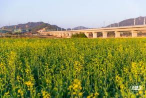 光明欢乐田园油菜花