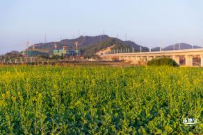 光明欢乐田园油菜花