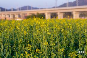 光明欢乐田园油菜花