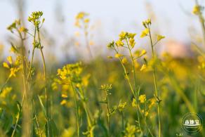 光明欢乐田园油菜花