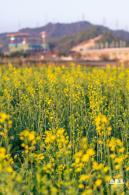 光明欢乐田园油菜花