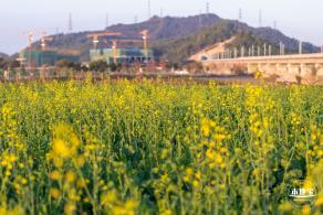 光明欢乐田园油菜花