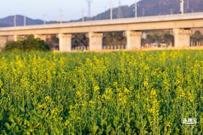 光明欢乐田园油菜花