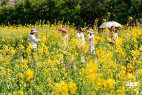 市民中心油菜花