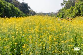 市民中心油菜花